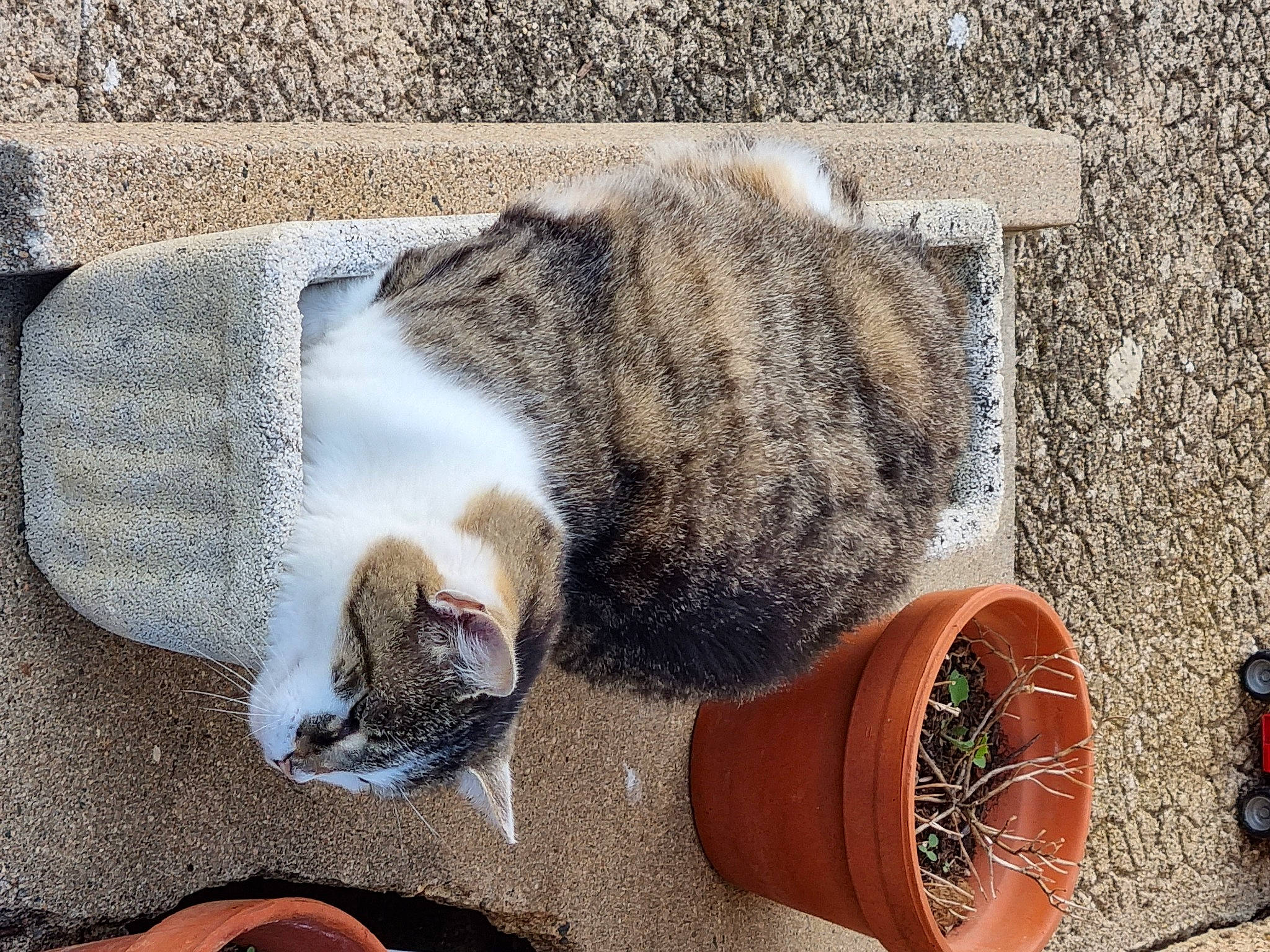 Bengale participe au concours pour gagner de l'argent avec cette photo : carnivore, cat, cat_supply, claw, concrete, domestic_short_haired_cat, drum, felidae, flowerpot, food, fur, paw, pet_supply, road_surface, sand, small_to_medium_sized_cats, soil, tail, whiskers, wood