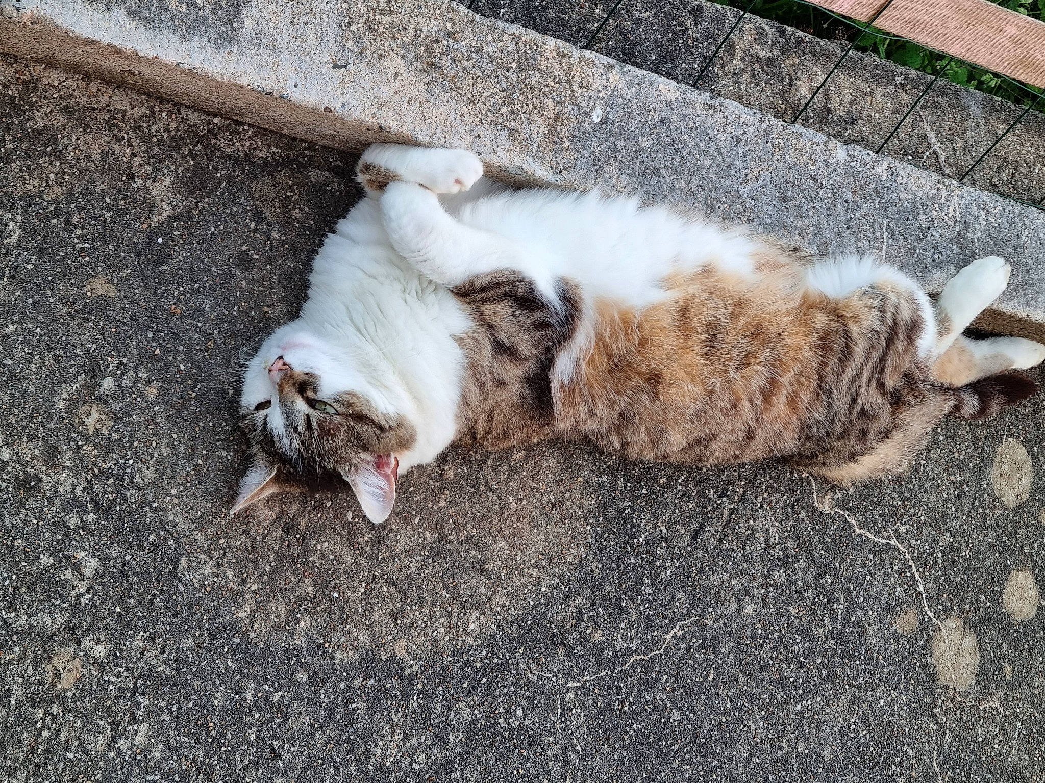 Bengale a rejoint le concours — aidez-le/la à gagner de superbes lots ! asphalt, canidae, carnivore, cat, claw, comfort, companion_dog, dog_breed, domestic_short_haired_cat, fawn, felidae, fur, grass, paw, road_surface, small_to_medium_sized_cats, snout, sporting_group, tail, whiskers