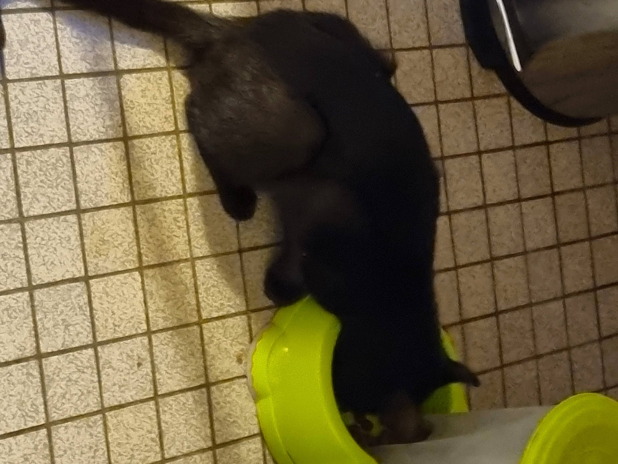 Opale a rejoint le concours — aidez-le/la à gagner de superbes lots ! animal_feed, carnivore, cat, companion_dog, dog_breed, dog_supply, felidae, floor, flooring, fur, pet_supply, plastic, small_to_medium_sized_cats, sporting_group, tail, terrestrial_animal