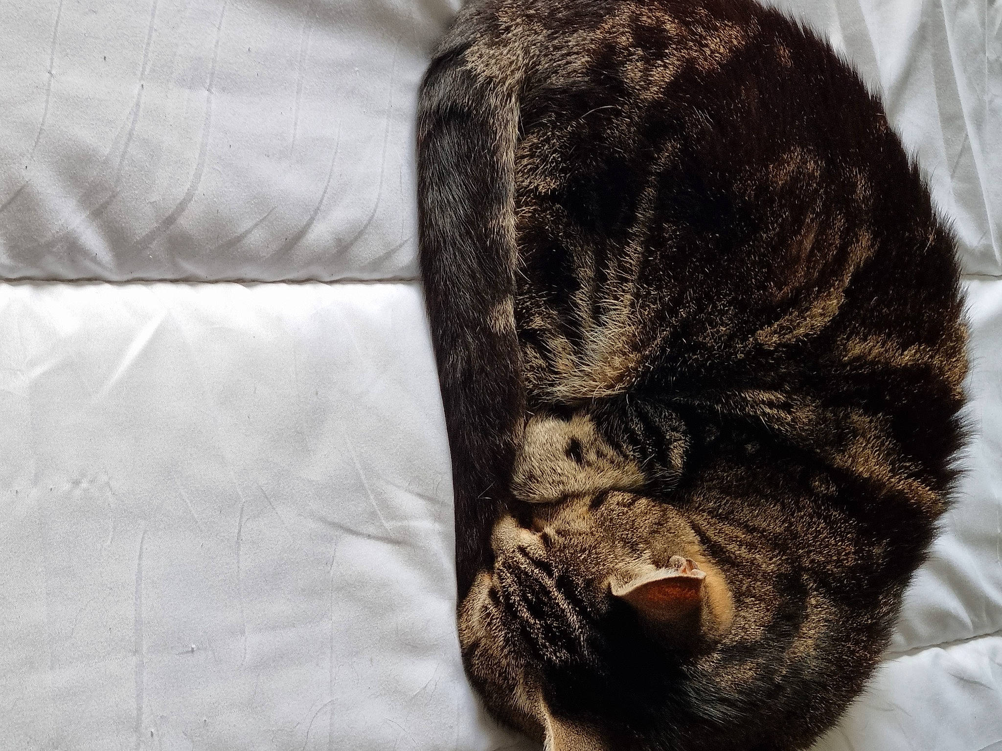 Miki participe au concours pour gagner de l'argent avec cette photo : carnivore, claw, comfort, dog_breed, domestic_short_haired_cat, felidae, foot, fur, grey, human_leg, linens, nap, small_to_medium_sized_cats, snout, sporting_group, tail, terrestrial_animal, whiskers, wool, wrinkle