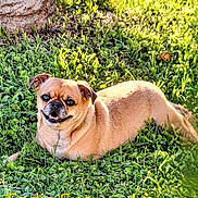 Sadie Sue is registered to the contest to win money with this photo: animal, canine, close_up, cute, daylight, dog, grass, greenery, happy, lying_down, mammal, nature, outdoor, pet, playful, relaxed, smiling_dog, sunlight, tan_dog, tree_trunk