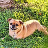 animal, canine, close_up, cute, daylight, dog, grass, greenery, happy, lying_down, mammal, nature, outdoor, pet, playful, relaxed, smiling_dog, sunlight, tan_dog, tree_trunk