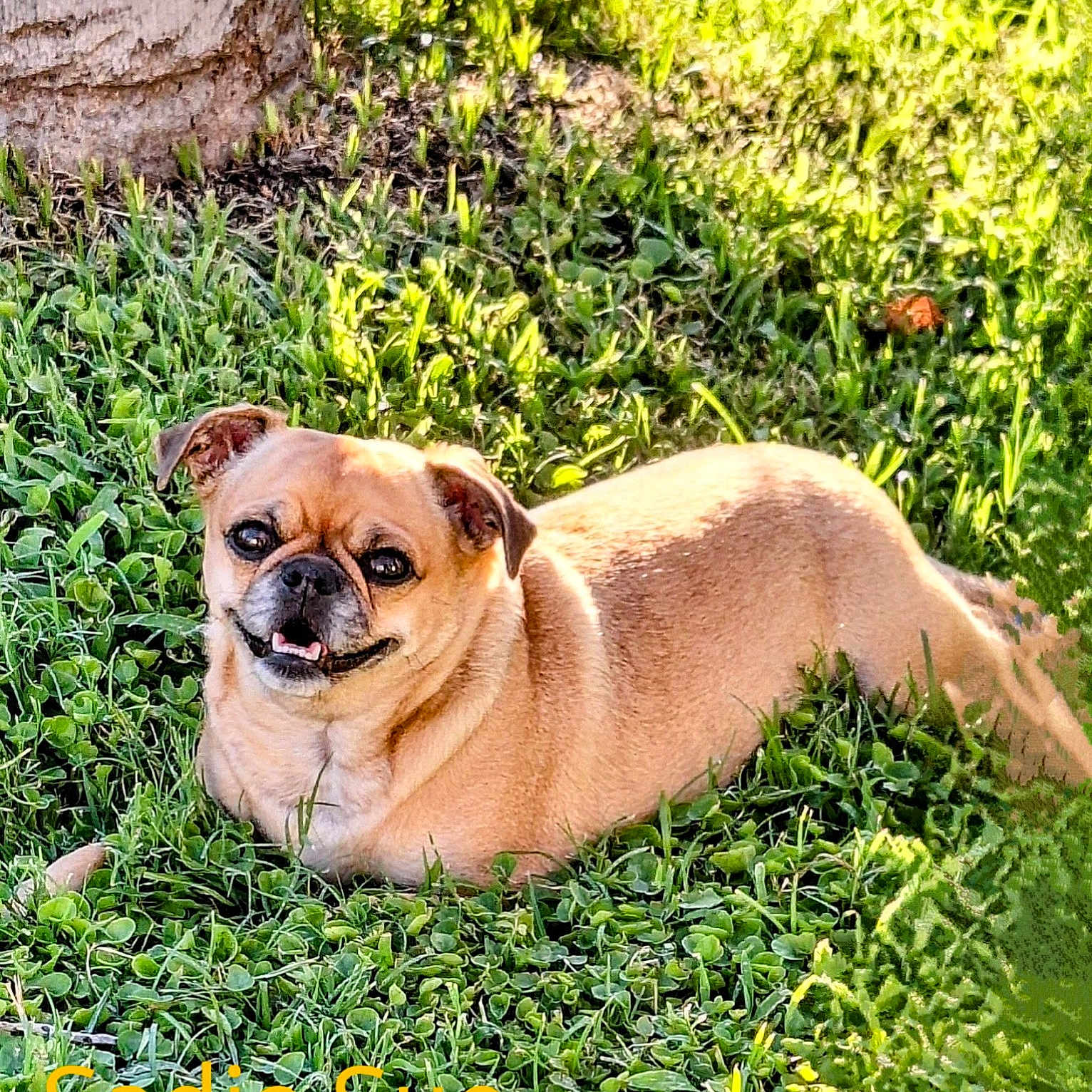 Sadie Sue