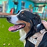Clem Alexander is registered to the contest to win money with this photo: animal, black_fur, blurred_background, brown_fur, canine, close_up, companion, daylight, dog, grass, happy, harness, house, human_hand, nature, outdoor, pet, side_profile, tongue_out, white_fur