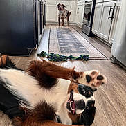 Clem Alexander is registered to the contest to win money with this photo: animal, appliance, cabinet, carpet, countertop, dog, dogs, domestic, floor, fur, happy, interior, kitchen, pet, playful, puppy, smiling, stove, toy, wood_floor
