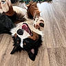 bernese_mountain_dog, black, brown, canine, carpet, dog, floor, fur, happy, home, indoor, paws, pet, playing, rope_toy, smiling, tongue, toy, white, wooden_floor
