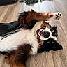 Clem Alexander is registered to the contest to win money with this photo: animal, black_fur, brown_fur, canine, dog, excited, floor, fur, happy, indoor, lying_down, mouth_open, paw, pet, playful, rope_toy, teeth, toy, white_fur, wooden_floor