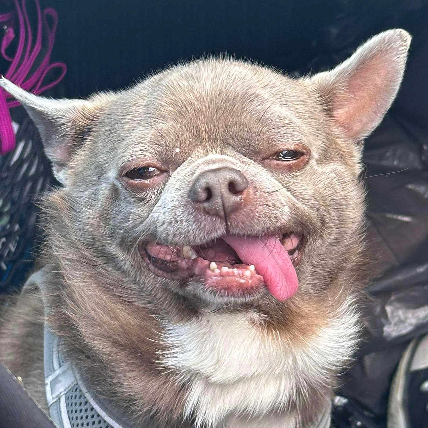 Pumba a rejoint le concours — aidez-le/la à gagner de superbes lots ! animal, bodypart, bostonbull, boxer, bulldog, canine, chihuahua, dog, frenchbulldog, husky, mouth, person, pet, pitbull, pug, puppy, snout, teeth, tongue, whitedog