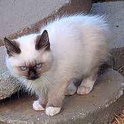 Grumpy joined the competition — help win amazing prizes! cat, fluffy, blue_eyes, white_fur, brown_fur, animal, outdoor, stone_step, curious, standing, pet, feline, ears, whiskers, paws, closeup, nature, small_animal, alert, looking