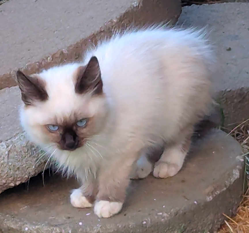 Grumpy joined the competition — help win amazing prizes! cat, fluffy, blue_eyes, white_fur, brown_fur, animal, outdoor, stone_step, curious, standing, pet, feline, ears, whiskers, paws, closeup, nature, small_animal, alert, looking