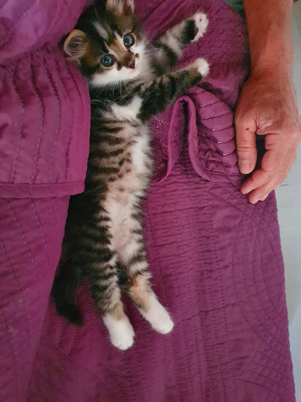 Moïse a rejoint le concours — aidez-le/la à gagner de superbes lots ! carnivore, cat, claw, comfort, domestic_short_haired_cat, felidae, foot, fur, gesture, magenta, nail, pattern, paw, pink, purple, small_to_medium_sized_cats, tail, terrestrial_animal, whiskers