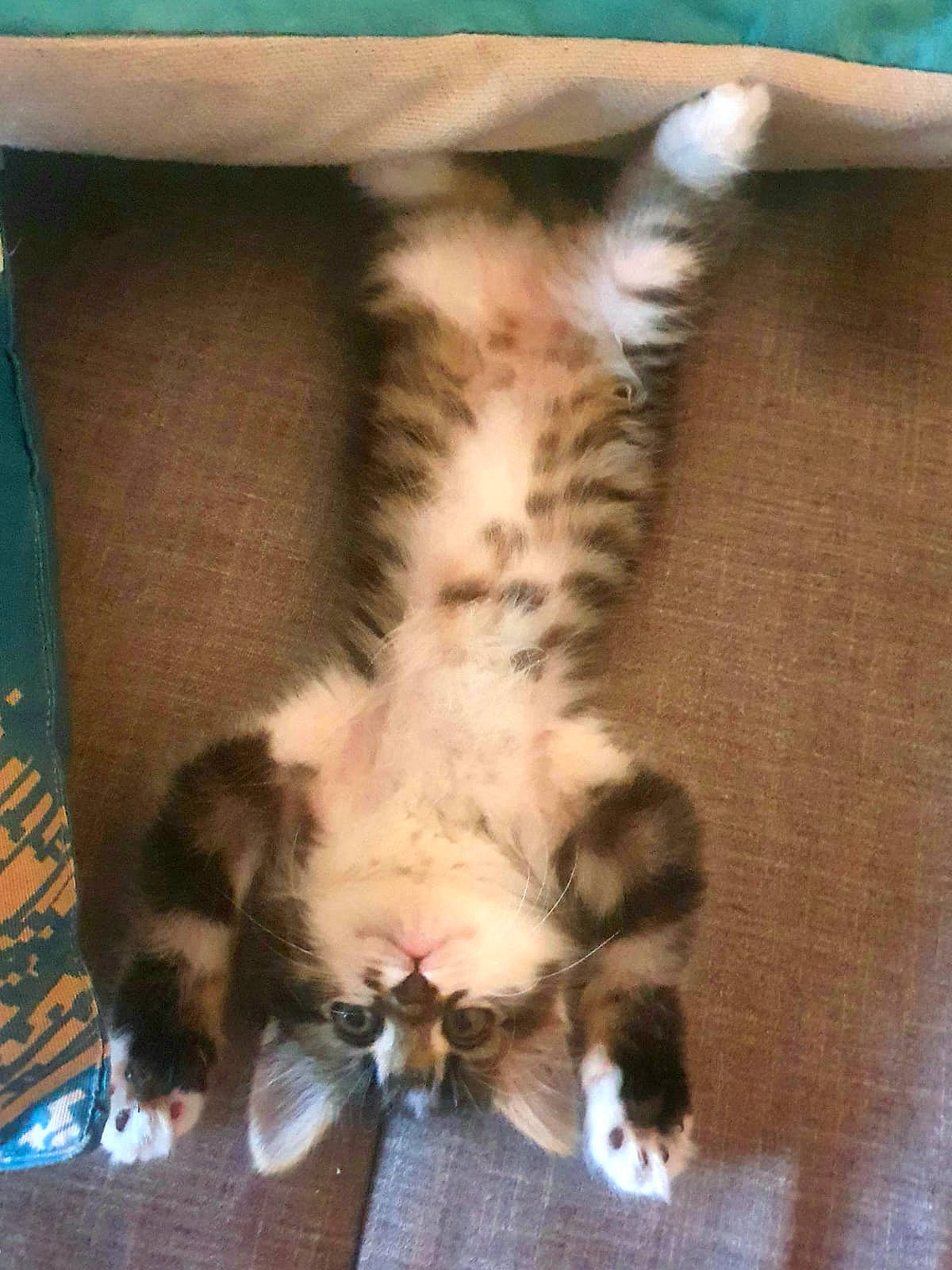 Moïse participe au concours pour gagner de l'argent avec cette photo : carnivore, cat, claw, comfort, domestic_short_haired_cat, felidae, foot, fur, gesture, human_leg, nap, paw, plant, small_to_medium_sized_cats, snout, tail, whiskers