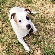 Neko participe au concours pour gagner de l'argent avec cette photo : animal, brown_patch, close_up, cute, daylight, dog, ears, grass, lawn, looking_up, nose, outdoor, paw, pet, portrait, puppy, short_hair, sitting, white_dog, yard