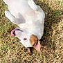 dog, white_dog, grass, playful, tongue_out, outdoor, sunny, pet, animal, brown_patch, rolling, happy, ears, fur, canine, nature, daylight, ground, tongue, cute