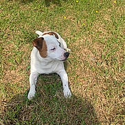 Neko participe au concours pour gagner de l'argent avec cette photo : dog, grass, outdoor, sunlight, shadow, wall, pet, animal, brown_patch, white_coat, relaxed, lawn, nature, canine, daytime, looking_away, quiet, calm, summer, resting