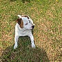 dog, grass, outdoor, sunlight, shadow, wall, pet, animal, brown_patch, white_coat, relaxed, lawn, nature, canine, daytime, looking_away, quiet, calm, summer, resting