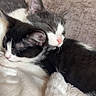 Mila is registered to the contest to win money with this photo: animal, black_and_white, blanket, cat, close_up, companion, couch, cozy, cuddle, cute, domestic_animal, feline, fur, gray_and_white, indoor, kitten, pet, resting, sleeping, soft