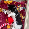 Mila is registered to the contest to win money with this photo: animal, black_and_white, blanket, cat, cozy, cute, domestic_cat, feline, floor, indoor, kitten, patterned_blanket, pet, playful, red_toy, resting, small_cat, tile_floor, toy, water_bowl