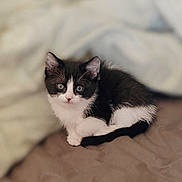 Mila is registered to the contest to win money with this photo: animal, bed, black_and_white, blanket, cat, cozy, curious, cute, domestic_cat, ears, eyes, fur, indoor, kitten, pet, resting, sleeping_area, small, whiskers, young