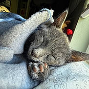 Dusty joined the competition — help win amazing prizes! kitten, gray_cat, sleeping, blanket, cozy, paw, closeup, indoor, sunlight, window, soft, fur, cute, pet, resting, nap, domestic_cat, whiskers, comfort, relaxation