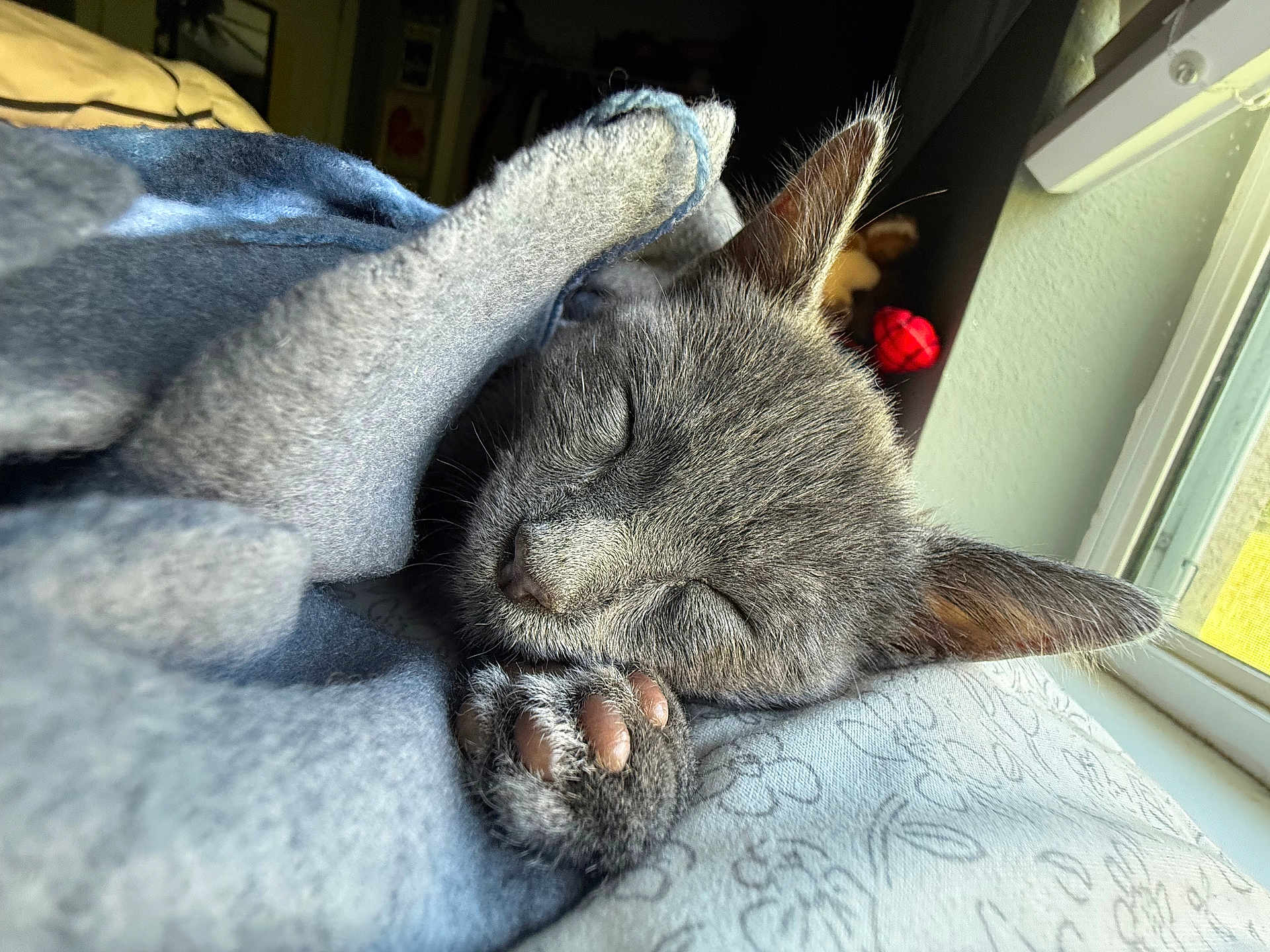Dusty joined the competition — help win amazing prizes! kitten, gray_cat, sleeping, blanket, cozy, paw, closeup, indoor, sunlight, window, soft, fur, cute, pet, resting, nap, domestic_cat, whiskers, comfort, relaxation