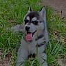 puppy, dog, husky, grass, outdoor, nature, road, trees, greenery, animal, cute, pet, tongue_out, happy, canine, young, fur, ears, playful, lying_down