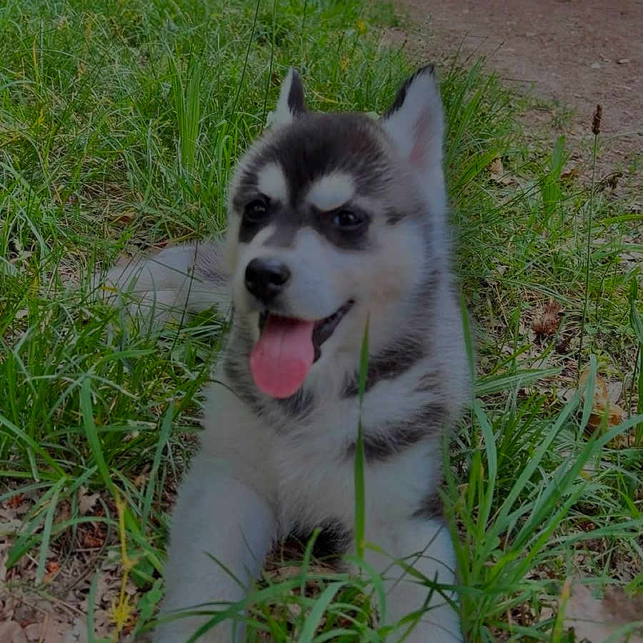 Oslo participe au concours pour gagner de l'argent avec cette photo : puppy, dog, husky, grass, outdoor, nature, road, trees, greenery, animal, cute, pet, tongue_out, happy, canine, young, fur, ears, playful, lying_down