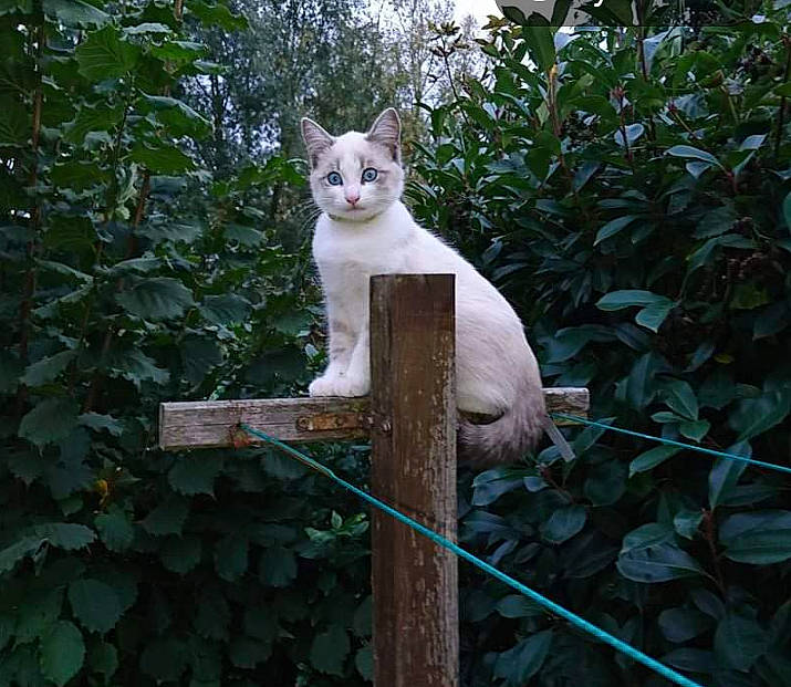 Mojito
