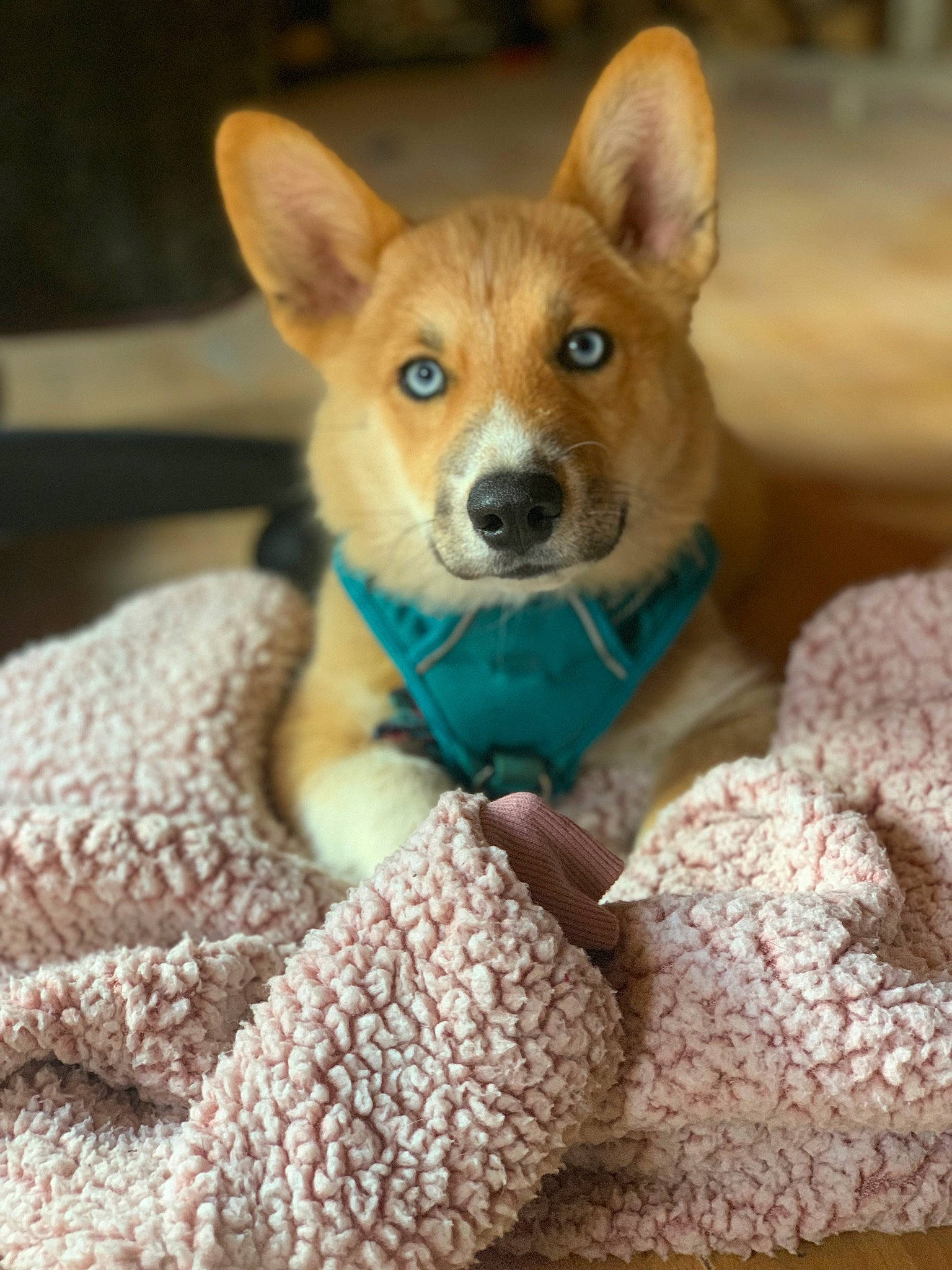 Nova is registered to the contest to win money with this photo: carnivore, chair, comfort, companion_dog, dog, dog_breed, dog_supply, fawn, fur, linens, plush, snout, stuffed_toy, tableware, tail, terrestrial_animal, toy, whiskers, wool, woolen