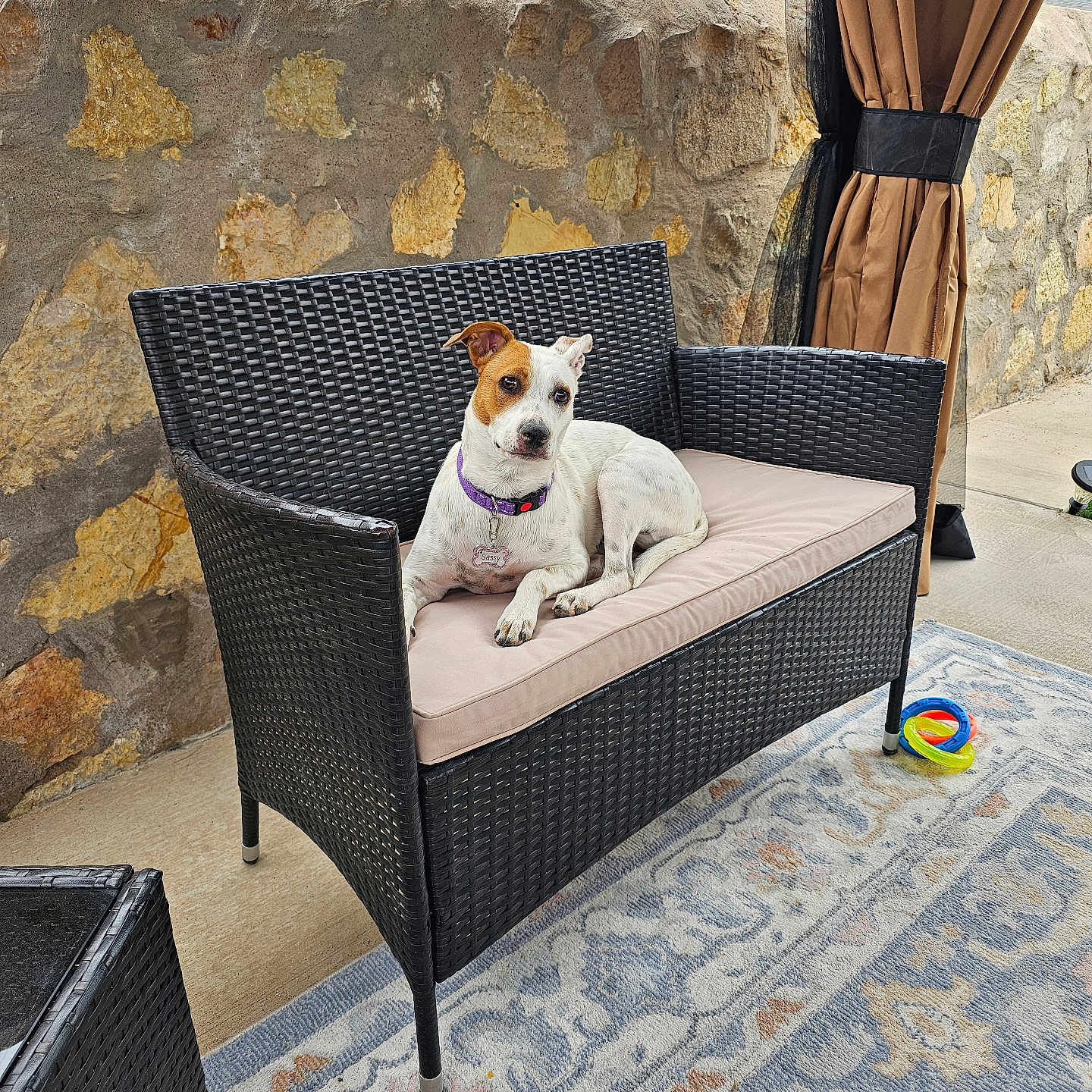 Sassy joined the competition — help win amazing prizes! animal, comfort, companion, curious, cushion, daylight, dog, furniture, home, outdoor, patio, pet, purple_collar, relaxed, rug, seated, small_dog, stone_wall, toy, wicker_loveseat