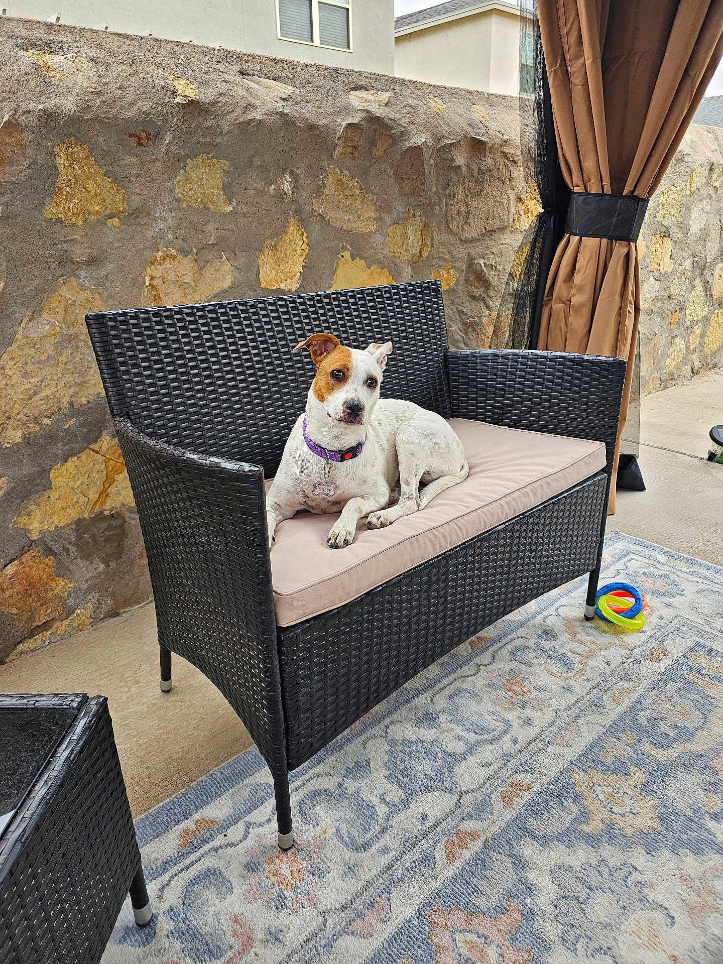 Sassy joined the competition — help win amazing prizes! dog, pet, wicker_loveseat, cushion, patio, stone_wall, outdoor, rug, toy, purple_collar, curious, relaxed, furniture, home, animal, companion, small_dog, seated, comfort, daylight