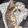 Willow joined the competition — help win amazing prizes! kitten, cat, sleeping, tabby, paw, blanket, soft, cozy, couch, fur, striped, pet, indoor, resting, cute, animal, nap, comfortable, young, feline