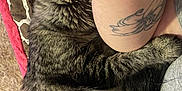 Luna is registered to the contest to win money with this photo: cat, tabby, sleeping, tattoo, arm, blanket, indoor, cozy, fur, pattern, resting, pet, animal, closeup, comfort, napping, claw, paw, human, relaxation