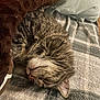 Luna is registered to the contest to win money with this photo: cat, tabby, sleeping, blanket, cozy, fur, resting, indoor, pet, cute, soft, comfort, animal, whiskers, relaxed, nap, feline, bed, plush, warm