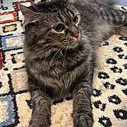 Luna joined the competition — help win amazing prizes! cat, tabby_cat, indoor, rug, patterned_rug, feline, pet, whiskers, fur, curious, relaxed, animal, domestic_cat, closeup, mammal, laying_down, ears, paws, floor, cozy