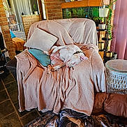 Kloud joined the competition — help win amazing prizes! armchair, blanket, brick_wall, collar, cozy, cushion, decor, dog, floor, furniture, home, interior, living_room, pet, plant, resting, rug, sleeping, table, window