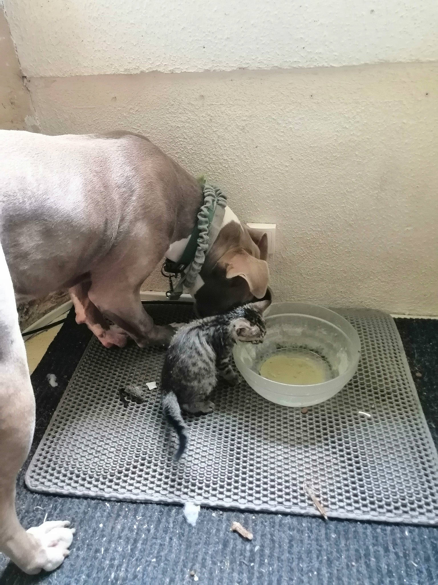 Eywa participe au concours pour gagner de l'argent avec cette photo : carnivore, claw, comfort, companion_dog, dishware, dog, fawn, felidae, flooring, grey, human_leg, paw, serveware, sitting, tableware, tail, terrestrial_animal, wood