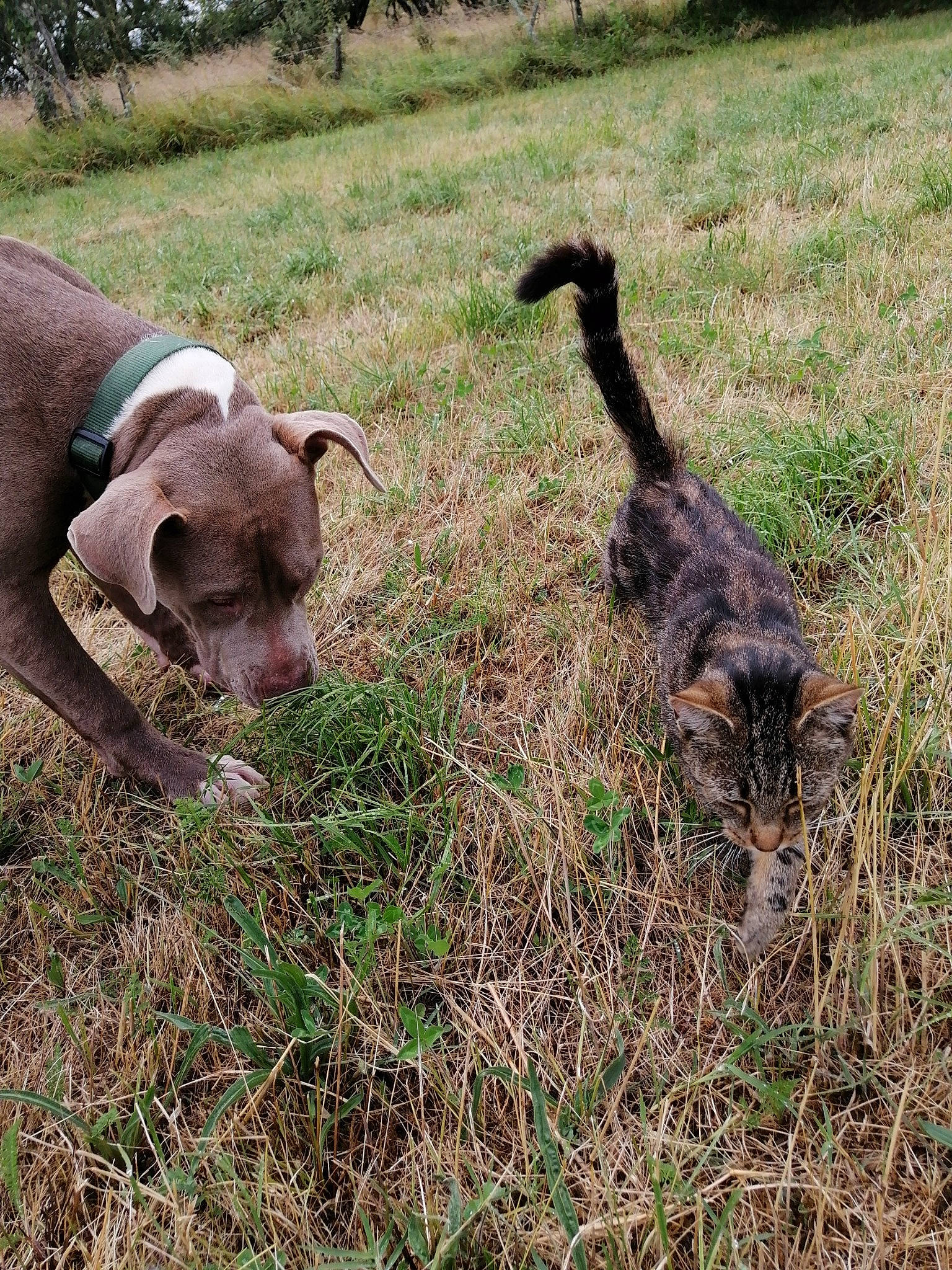 Eywa participe au concours pour gagner de l'argent avec cette photo : argali, canidae, fur, goat, goat_antelope, goats, grass, grassland, grazing, horn, livestock, pasture, plant, sheep, snout, soil, sporting_group, tail, terrestrial_animal, working_animal