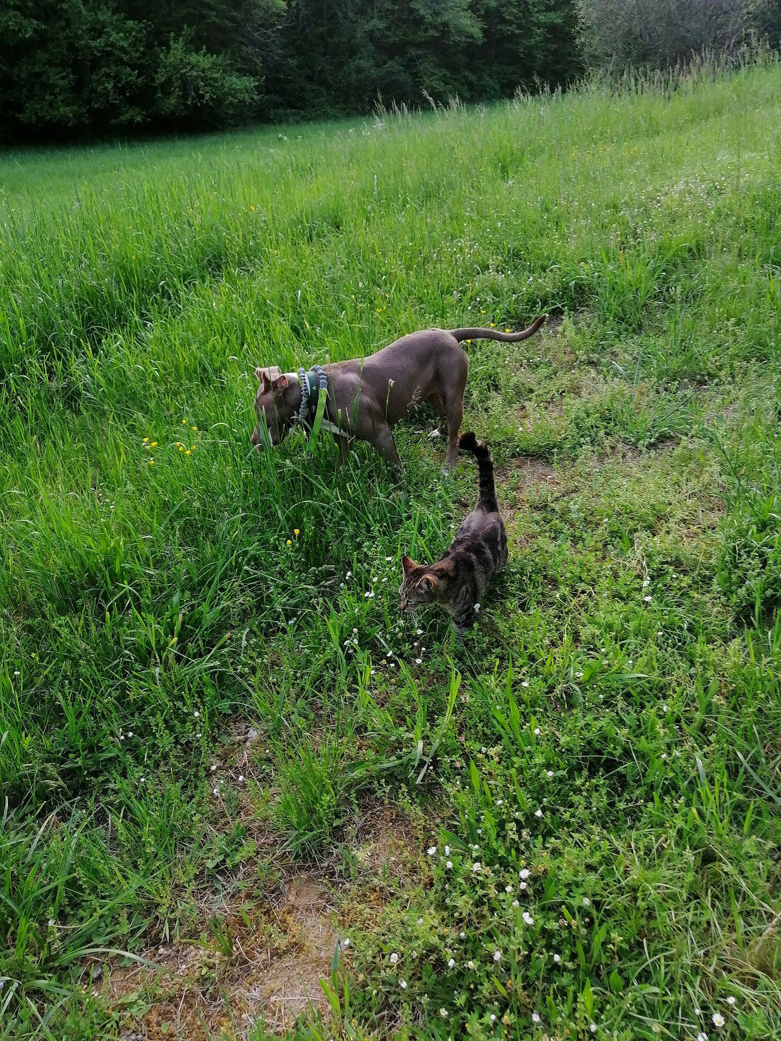 Eywa participe au concours pour gagner de l'argent avec cette photo : canidae, carnivore, cat, dog_breed, felidae, grass, grassland, groundcover, herbaceous_plant, pasture, plant, prairie, shrub, soil, sporting_group, tail, terrestrial_animal, tree, wildlife, working_animal