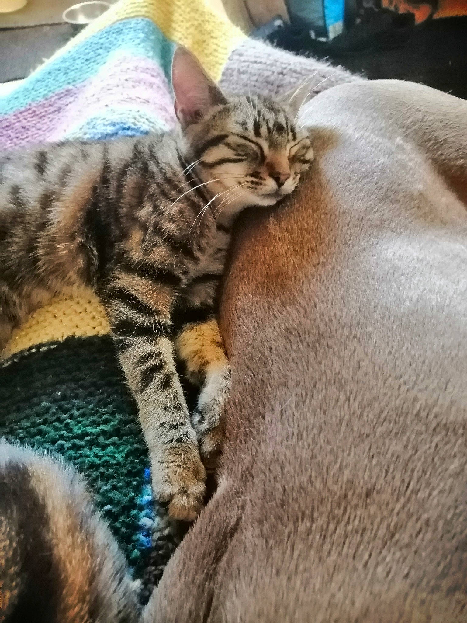 Mounky Et Ayats a rejoint le concours — aidez-le/la à gagner de superbes lots ! carnivore, cat, cat_supply, claw, comfort, domestic_short_haired_cat, felidae, fur, mammal, nap, pattern, paw, small_to_medium_sized_cats, snout, tail, terrestrial_animal, vertebrate, whiskers