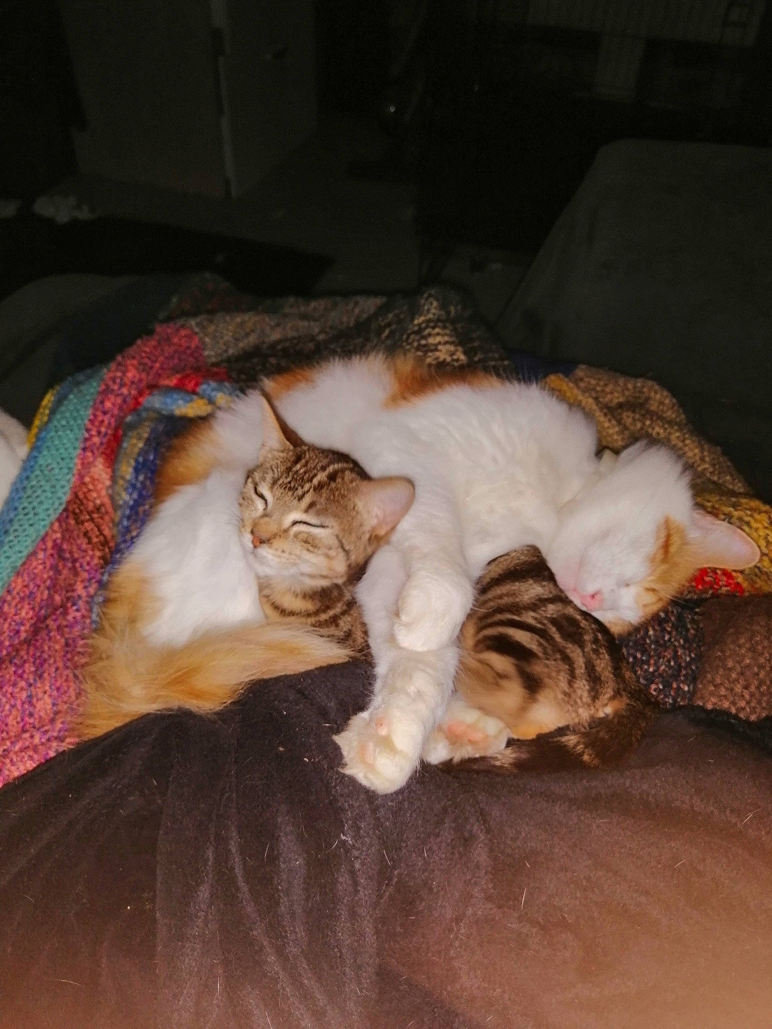 Mounky Et Ayats participe au concours pour gagner de l'argent avec cette photo : brown, canidae, carnivore, cat, cat_bed, claw, comfort, domestic_short_haired_cat, fawn, felidae, fur, hardwood, nap, paw, room, small_to_medium_sized_cats, tail, vertebrate, whiskers, wood