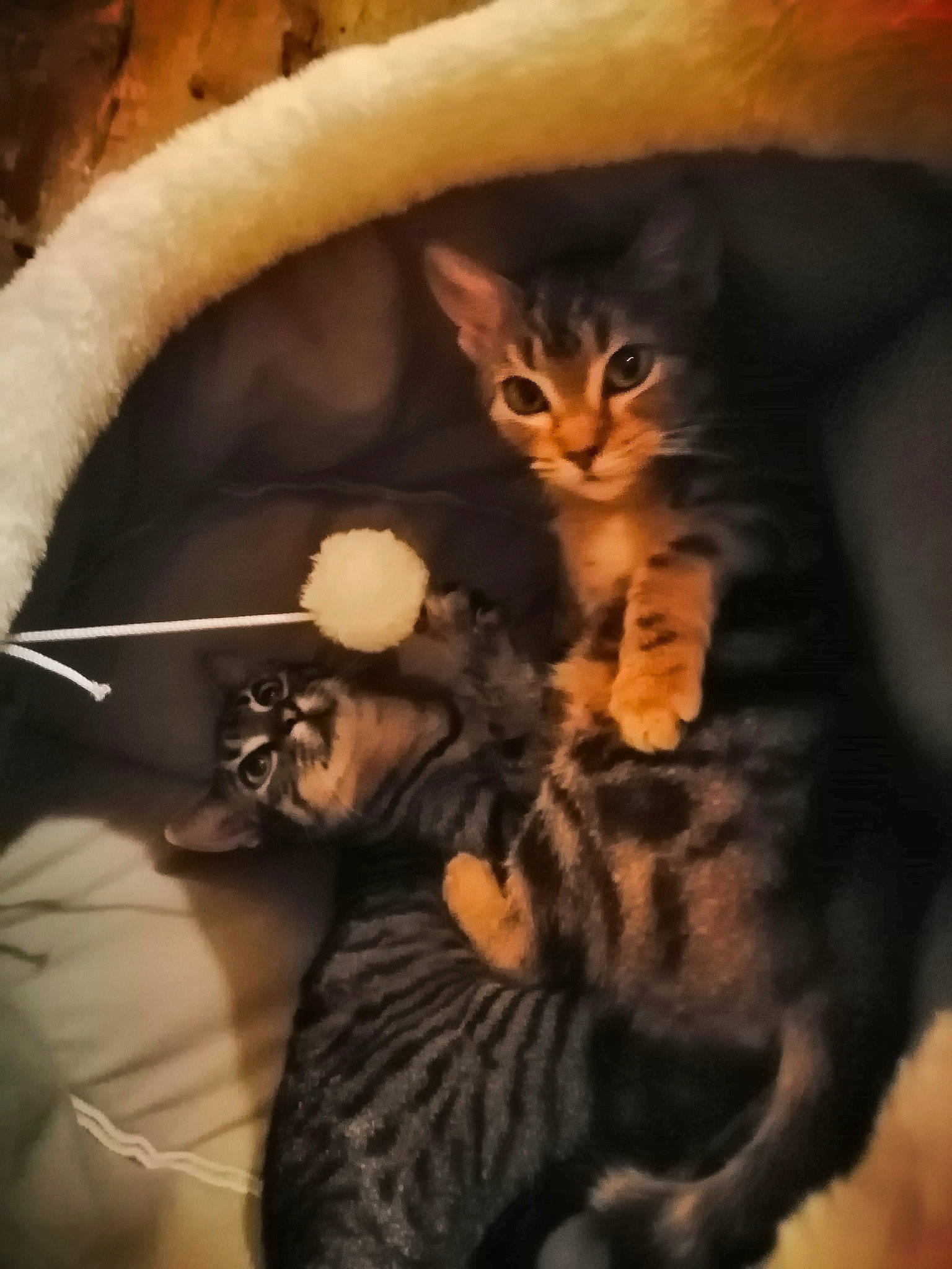 Mounky Et Ayats participe au concours pour gagner de l'argent avec cette photo : brown, carnivore, cat, cat_supply, claw, comfort, darkness, domestic_short_haired_cat, fawn, felidae, fur, paw, small_to_medium_sized_cats, snout, tail, terrestrial_animal, whiskers