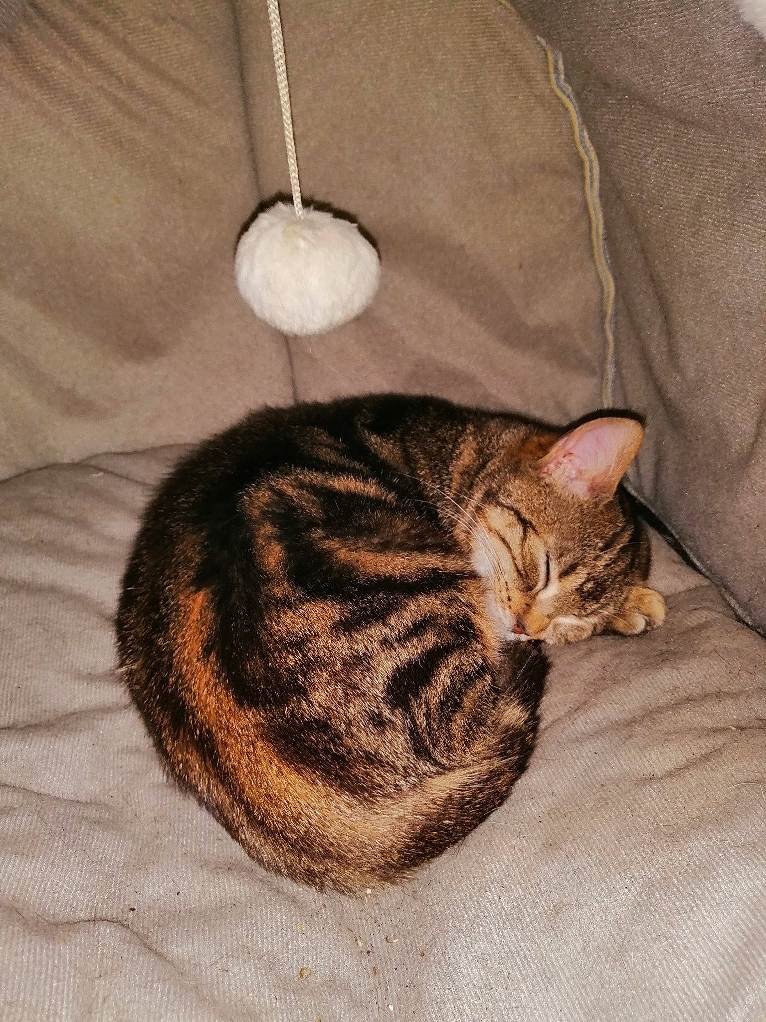 Mounky Et Ayats a rejoint le concours — aidez-le/la à gagner de superbes lots ! carnivore, cat, cat_bed, comfort, domestic_short_haired_cat, fawn, felidae, fur, grey, linens, nap, paw, sleep, small_to_medium_sized_cats, snout, tail, terrestrial_animal, tree, whiskers, wood