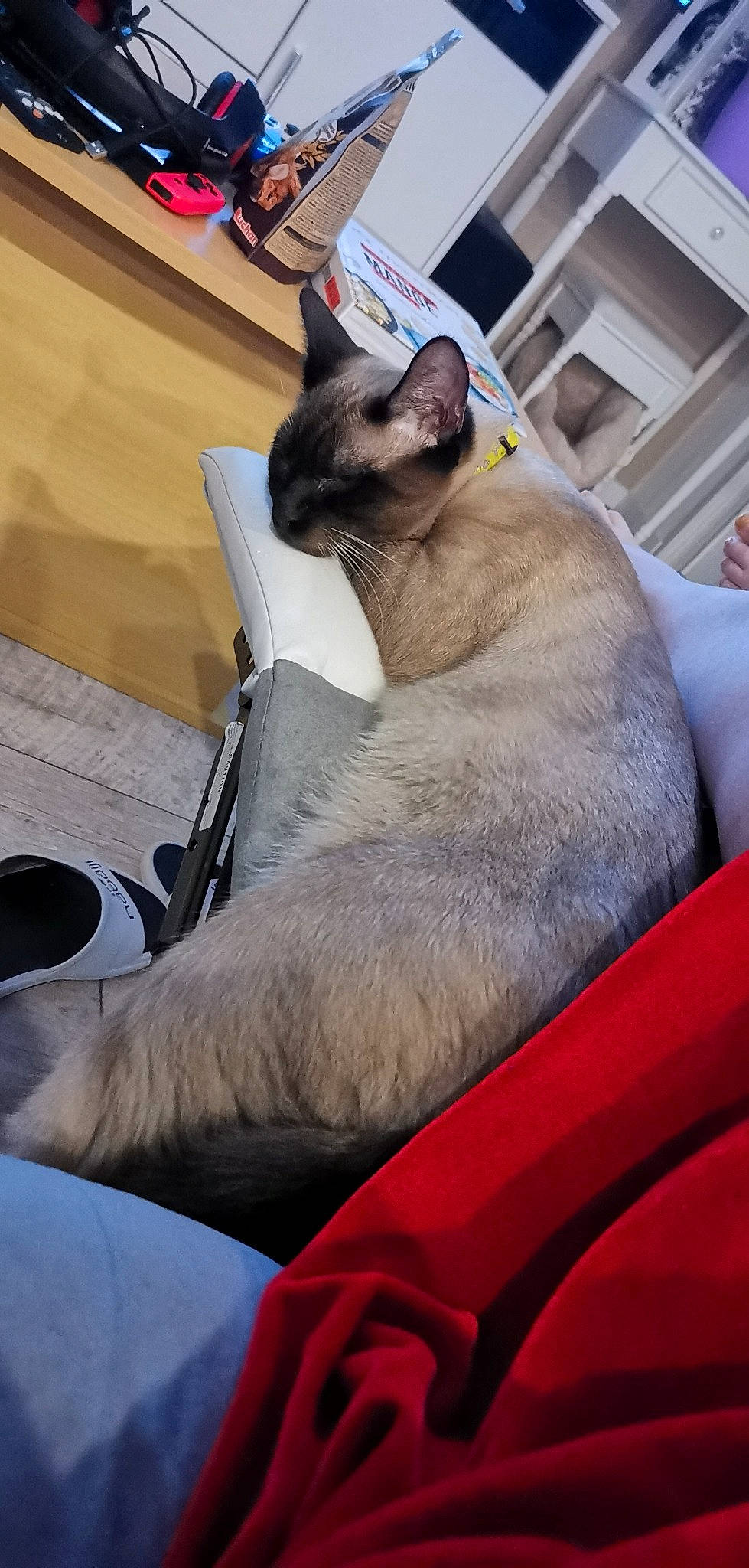 Grizou a rejoint le concours — aidez-le/la à gagner de superbes lots ! carnivore, cat, collar, comfort, fawn, felidae, foot, fur, grey, hood, human_leg, pet_supply, siamese, small_to_medium_sized_cats, snout, tail, thai, whiskers, window, windshield