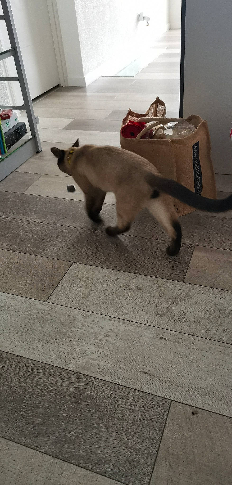 Grizou a rejoint le concours — aidez-le/la à gagner de superbes lots ! bag, carnivore, cat, companion_dog, dog_breed, fawn, felidae, floor, flooring, grey, mammal, road_surface, siamese, small_to_medium_sized_cats, snout, tail, vertebrate, whiskers, wood, working_animal