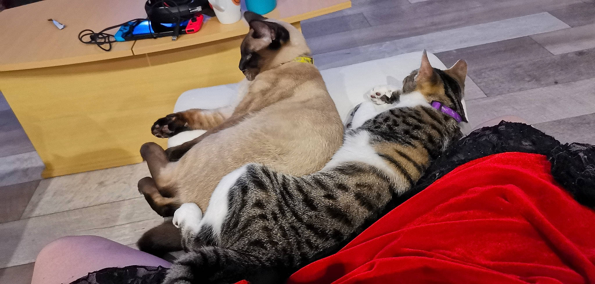 Grizou participe au concours pour gagner de l'argent avec cette photo : carnivore, cat, comfort, companion_dog, domestic_short_haired_cat, fawn, felidae, flooring, fur, grey, hardwood, lap, linens, paw, room, sky, small_to_medium_sized_cats, tail, terrestrial_animal, whiskers