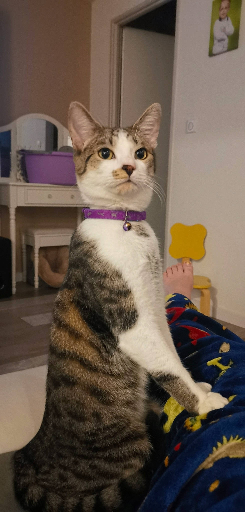 Rousseau participe au concours pour gagner de l'argent avec cette photo : carnivore, cat, comfort, domestic_short_haired_cat, felidae, fur, linens, paw, sitting, small_to_medium_sized_cats, tail, whiskers