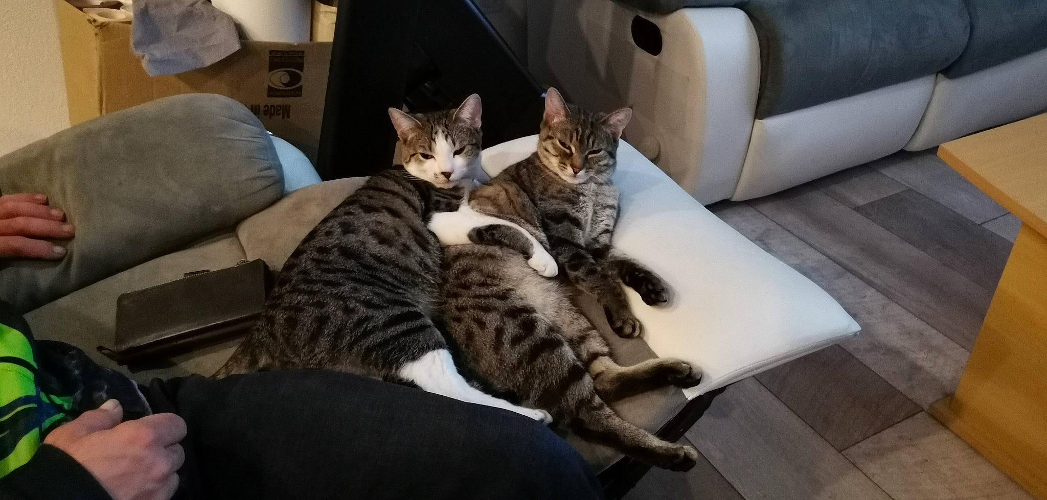 Rousseau a rejoint le concours — aidez-le/la à gagner de superbes lots ! armrest, carnivore, cat, comfort, couch, domestic_short_haired_cat, felidae, fur, lap, living_room, outdoor_furniture, paw, room, sitting, small_to_medium_sized_cats, tail, whiskers