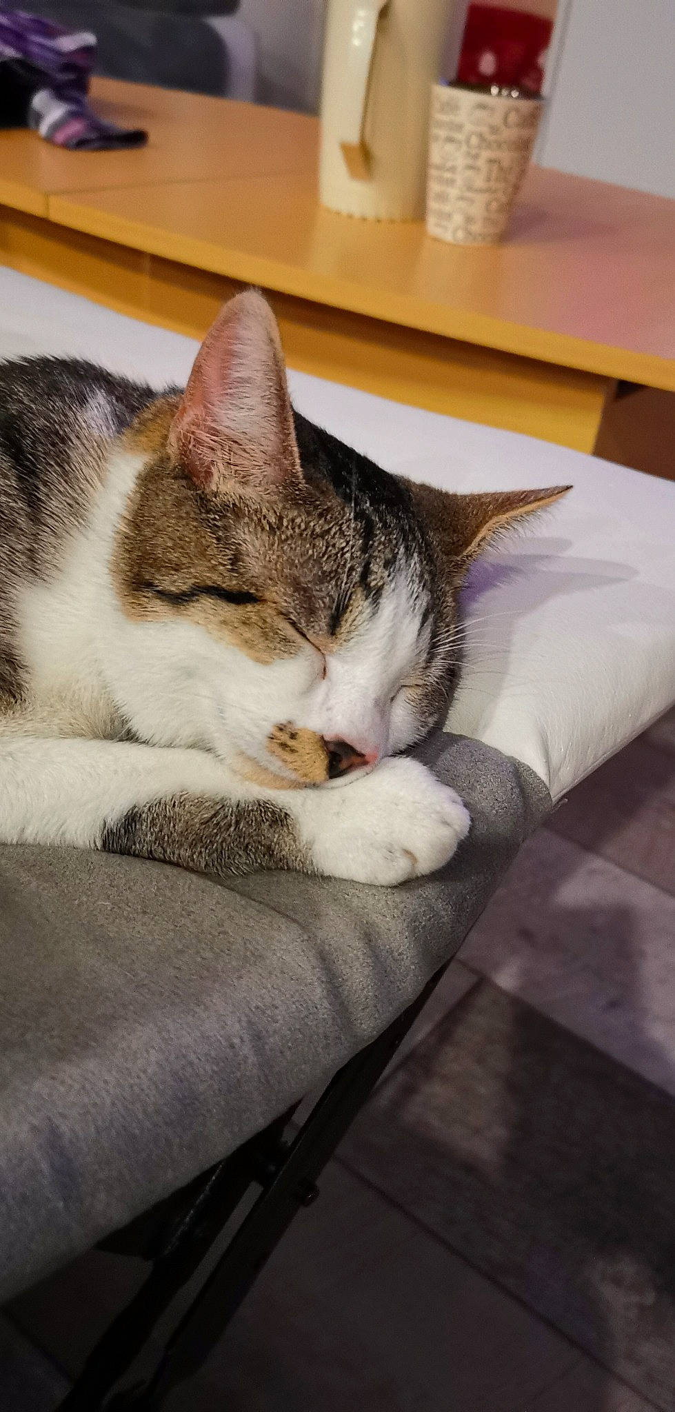 Rousseau participe au concours pour gagner de l'argent avec cette photo : bedding, carnivore, cat, comfort, domestic_short_haired_cat, felidae, fur, linens, metal, nap, paw, sitting, sleep, small_to_medium_sized_cats, snout, tail, whiskers, window, wood