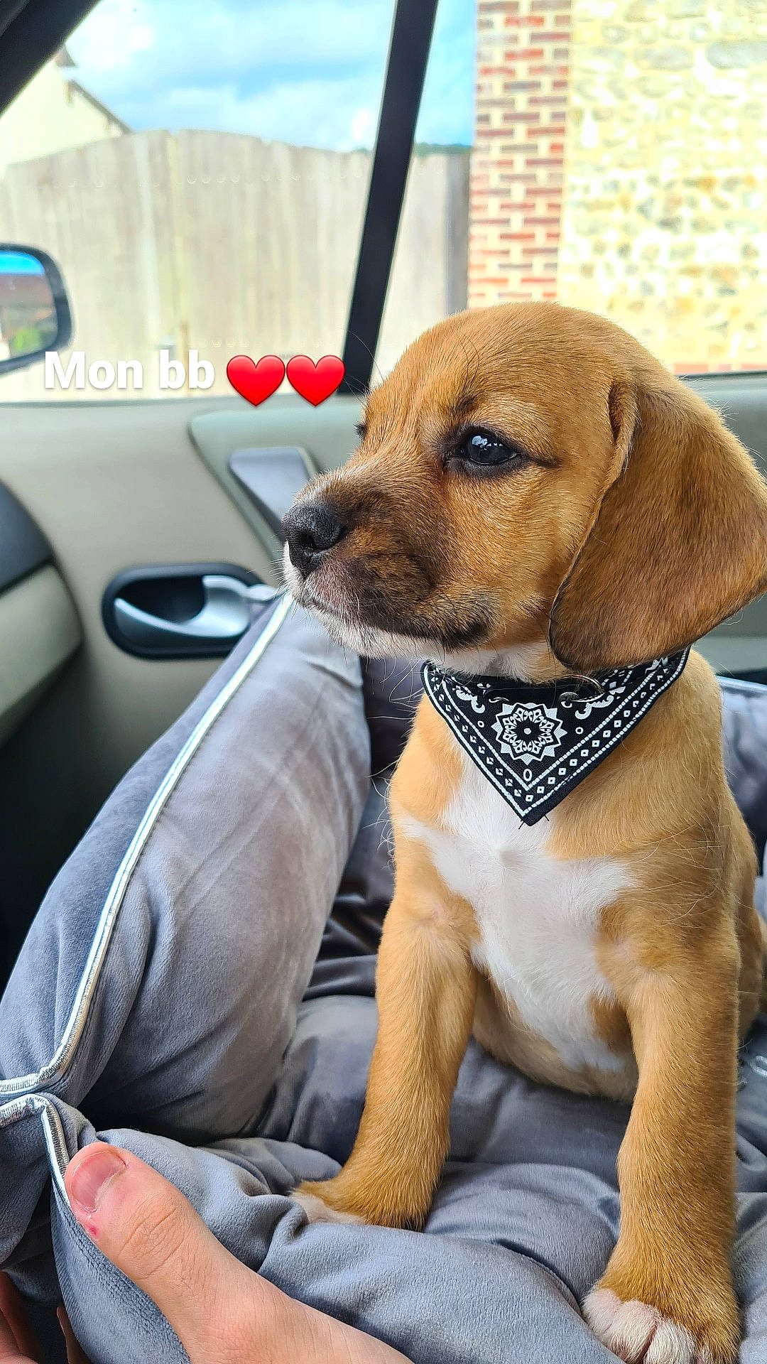 Rico a rejoint le concours — aidez-le/la à gagner de superbes lots ! beagador, beagle, canidae, carnivore, companion_dog, dog, dog_breed, fawn, mammal, puggle, puppy, puppy_love, rare_breed_dog, rhodesian_ridgeback, snout, sporting_group, vertebrate